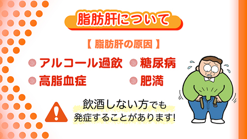脂肪肝の原因|アルコール過飲、糖尿病、高脂血症、肥満など、飲酒しない方でも発症することがあります。