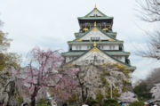 大阪城の櫻　４.jpg